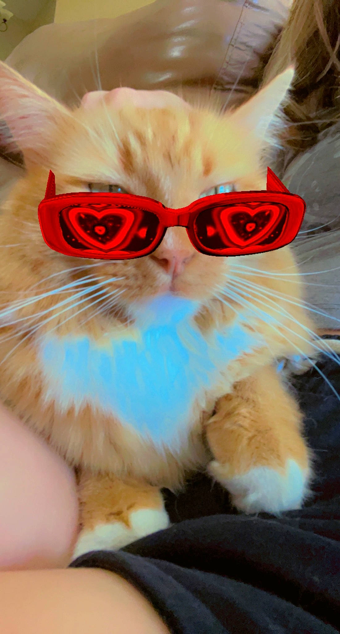 Pepper is registered to the contest to win money with this photo: carnivore, cat, christmas, collar, event, eyewear, fashion_accessory, fawn, felidae, fur, glasses, happy, paw, personal_protective_equipment, photo_caption, small_to_medium_sized_cats, snout, tail, vision_care, whiskers