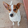 alert, animal, brown_and_white, canine, companion, cute, dog, domestic_animal, ears, floor, friendly, looking_up, outdoor, paw, pet, small_dog, stone_floor, tail, tile, young_dog