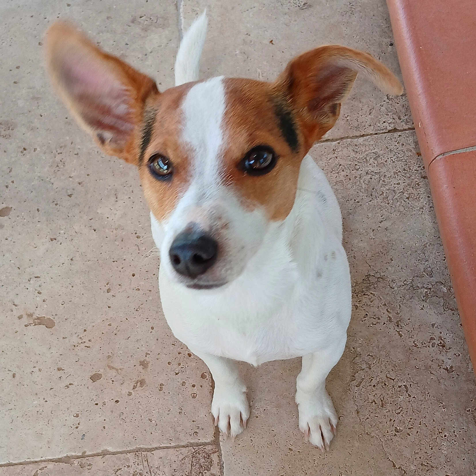 Voyou participe au concours pour gagner de l'argent avec cette photo : alert, animal, brown_and_white, canine, companion, cute, dog, domestic_animal, ears, floor, friendly, looking_up, outdoor, paw, pet, small_dog, stone_floor, tail, tile, young_dog