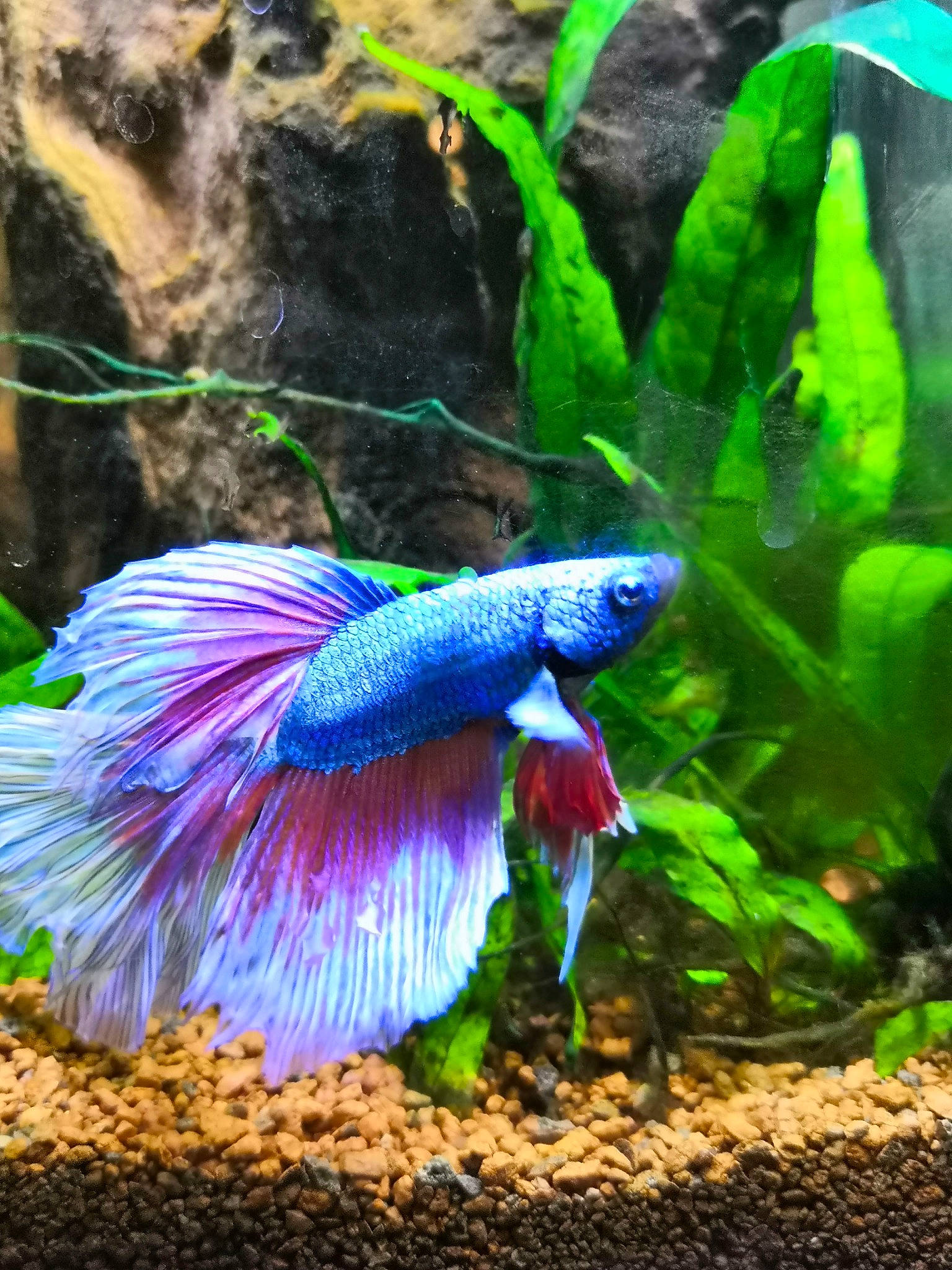 Betta a rejoint le concours — aidez-le/la à gagner de superbes lots ! aquarium, aquatic_plant, electric_blue, fish, freshwater_aquarium, organism, plant, tail