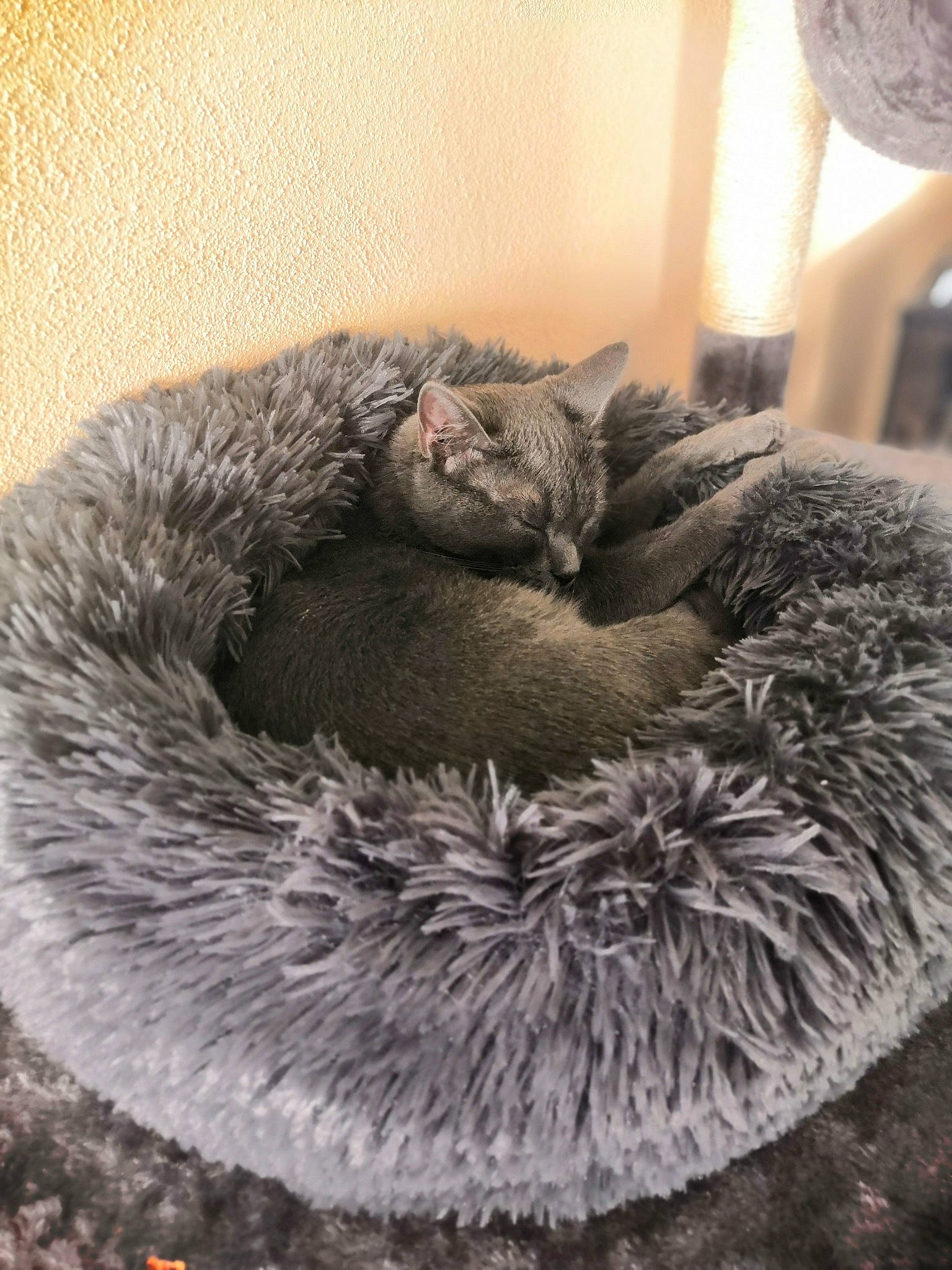 Betta a rejoint le concours — aidez-le/la à gagner de superbes lots ! carnivore, cat, cat_bed, felidae, fur, kitten, nap, nebelung, russian_blue, sleep, small_to_medium_sized_cats, tail, whiskers