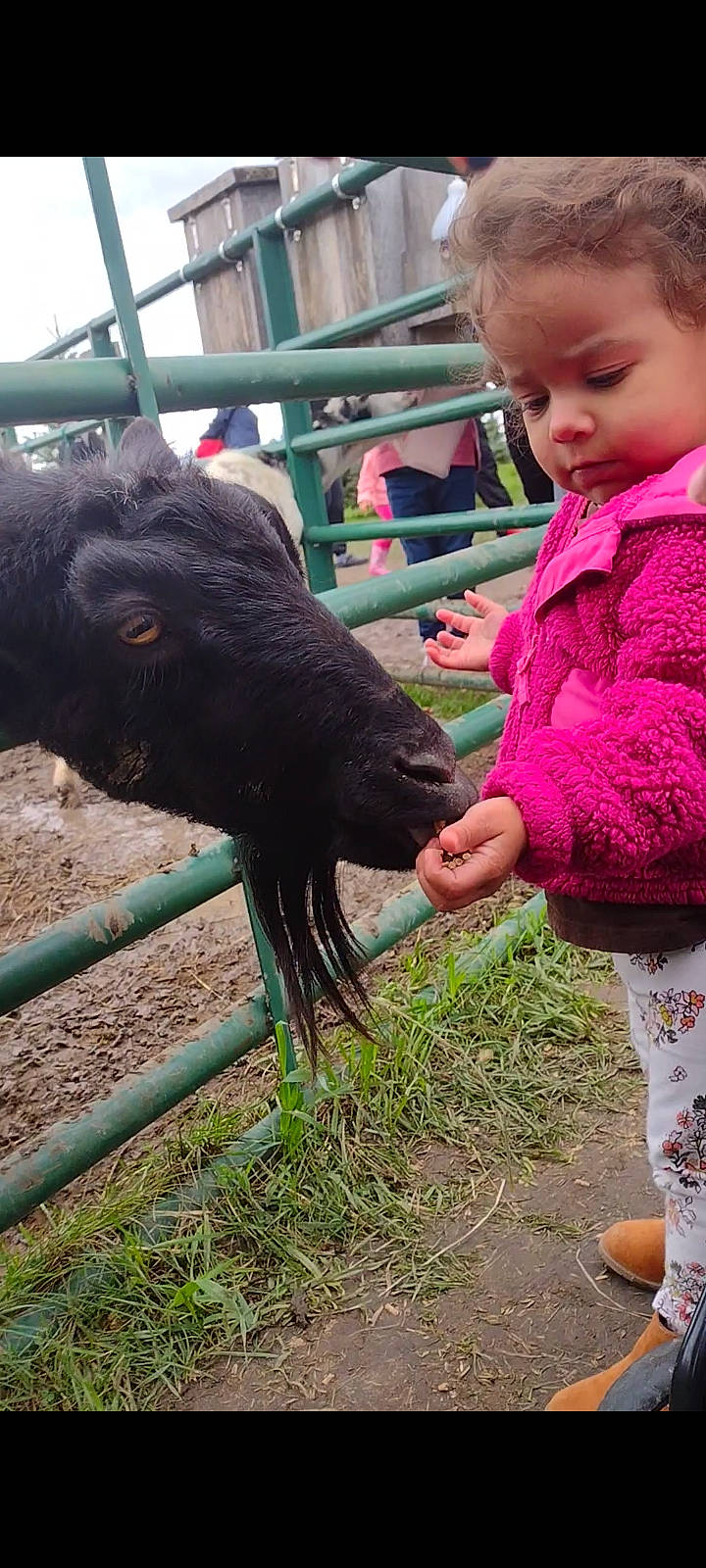 Adayln joined the competition — help win amazing prizes! baby, baby_toddler_clothing, bovine, cow_goat_family, event, farm, fence, fur, grass, green, landscape, livestock, natural_material, person, photograph, sandal, snout, soil, terrestrial_animal, toddler