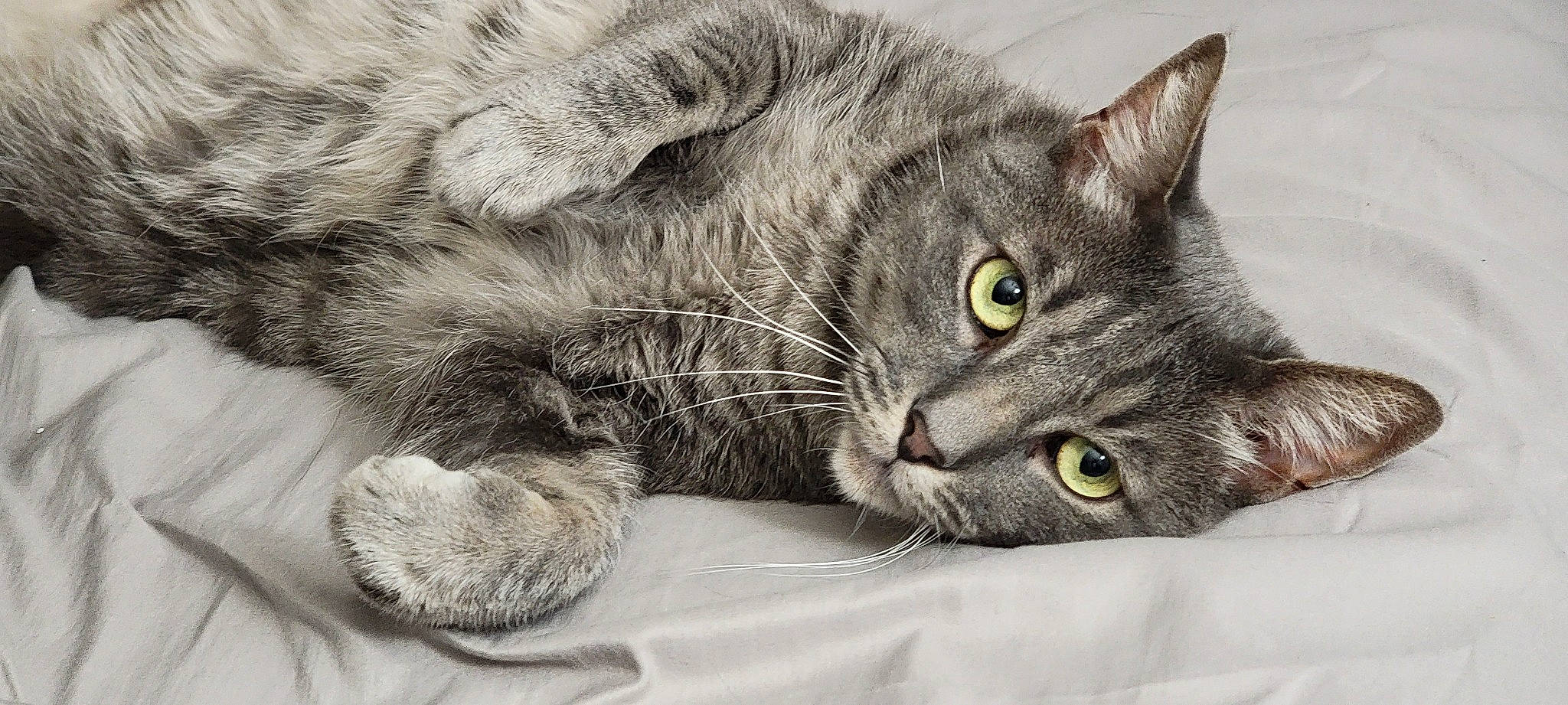 Jordan joined the competition — help win amazing prizes! carnivore, cat, claw, comfort, domestic_short_haired_cat, felidae, fur, gesture, grey, mammal, monochrome_photography, paw, small_to_medium_sized_cats, snout, tail, whiskers