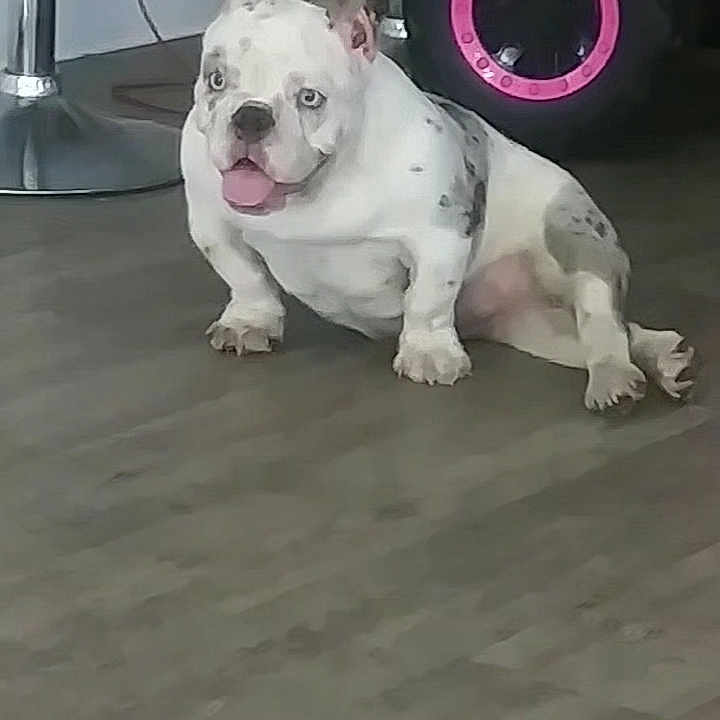 Royalty joined the competition — help win amazing prizes! animal, blue_eyes, bulldog, chair, cute, dog, floor, happy, household, indoor, metal_chair, pet, pink_wheel, playful, relaxed, sitting, spotted_dog, tongue_out, toy_vehicle, white_dog