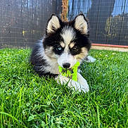 Yska a rejoint le concours — aidez-le/la à gagner de superbes lots ! adorable, animal, black_and_white, chewing, closeup, cute, dog, fence, grass, greenery, heterochromia, husky, nature, outdoor, pet, playful, puppy, sunlight, toy, young
