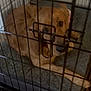 Rusty joined the competition — help win amazing prizes! dog, golden_retriever, crate, cage, pet, indoor, bedding, metal_bars, closeup, sad_eyes, paw, fur, snout, collar, carpet, portrait, looking_up, dim_lighting, home, confinement
