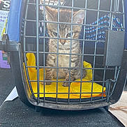Bao Bao is registered to the contest to win money with this photo: cat, kitten, pet_carrier, cage, carrier_grid, yellow_blanket, tabby, stripes, paws, eyes, fur, plastic, metal_bars, indoor, car_trunk, travel, floor_mat, portrait, cute, young_animal