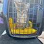 cat, kitten, pet_carrier, cage, carrier_grid, yellow_blanket, tabby, stripes, paws, eyes, fur, plastic, metal_bars, indoor, car_trunk, travel, floor_mat, portrait, cute, young_animal
