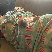 Gidget Marie is registered to the contest to win money with this photo: animal, blanket, brown_couch, comfort, couch, cozy, dog, fabric, fur, home_interior, indoor, living_room, nap, natural_light, pet, popcorn_pattern, relaxing, resting, sleeping, window_light