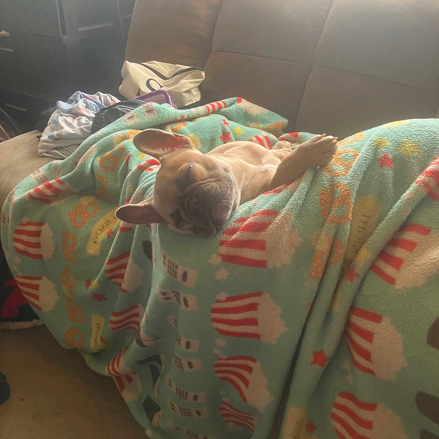 Gidget Marie is registered to the contest to win money with this photo: animal, blanket, brown_couch, comfort, couch, cozy, dog, fabric, fur, home_interior, indoor, living_room, nap, natural_light, pet, popcorn_pattern, relaxing, resting, sleeping, window_light