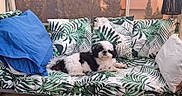 Vérone a rejoint le concours — aidez-le/la à gagner de superbes lots ! dog, sofa, cushion, blanket, leaf_pattern, indoor, pet, black_and_white, relaxing, cozy, furniture, home, comfort, resting, animal, small_dog, living_room, decor, calm, domestic