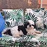 dog, sofa, cushion, blanket, leaf_pattern, indoor, pet, black_and_white, relaxing, cozy, furniture, home, comfort, resting, animal, small_dog, living_room, decor, calm, domestic