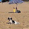 Vérone a rejoint le concours — aidez-le/la à gagner de superbes lots ! dog, beach, sand, umbrella, sunny, outdoor, pet, small_dog, blue_sky, relaxation, vacation, summer, nature, leisure, sunshade, animal, daytime, landscape, background, quiet