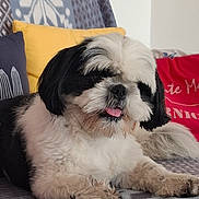 Vérone a rejoint le concours — aidez-le/la à gagner de superbes lots ! dog, black_and_white, fluffy, tongue_out, couch, blanket, patterned_blanket, yellow_cushion, red_cushion, indoor, pet, relaxed, fur, small_dog, companion, home, cozy, resting, cute, animal