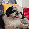 dog, black_and_white, fluffy, tongue_out, couch, blanket, patterned_blanket, yellow_cushion, red_cushion, indoor, pet, relaxed, fur, small_dog, companion, home, cozy, resting, cute, animal