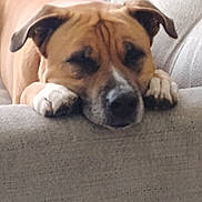 King joined the competition — help win amazing prizes! dog, boxer, sleeping, resting, couch, indoor, pet, animal, wrinkled, brown, white, paws, muzzle, floppy_ears, relaxed, cozy, home, portrait, close_up, nap