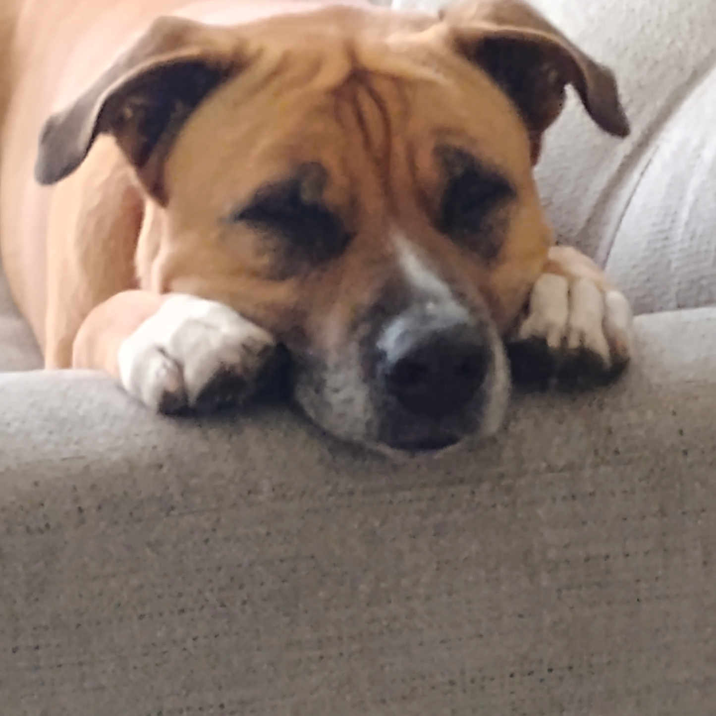 King joined the competition — help win amazing prizes! dog, boxer, sleeping, resting, couch, indoor, pet, animal, wrinkled, brown, white, paws, muzzle, floppy_ears, relaxed, cozy, home, portrait, close_up, nap