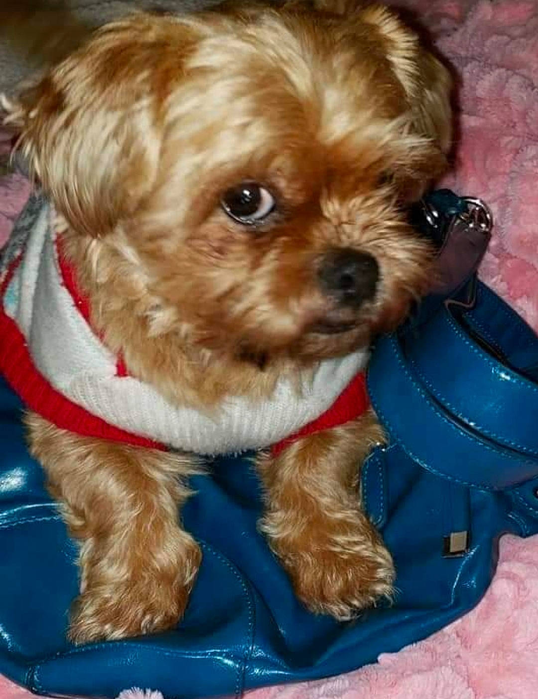 Chewy is registered to the contest to win money with this photo: canidae, carnivore, companion_dog, dog, dog_breed, dog_clothes, dog_supply, fawn, firefighter, fur, liver, small_terrier, snout, sporting_group, terrier, toy, toy_dog, watch, whiskers, working_animal