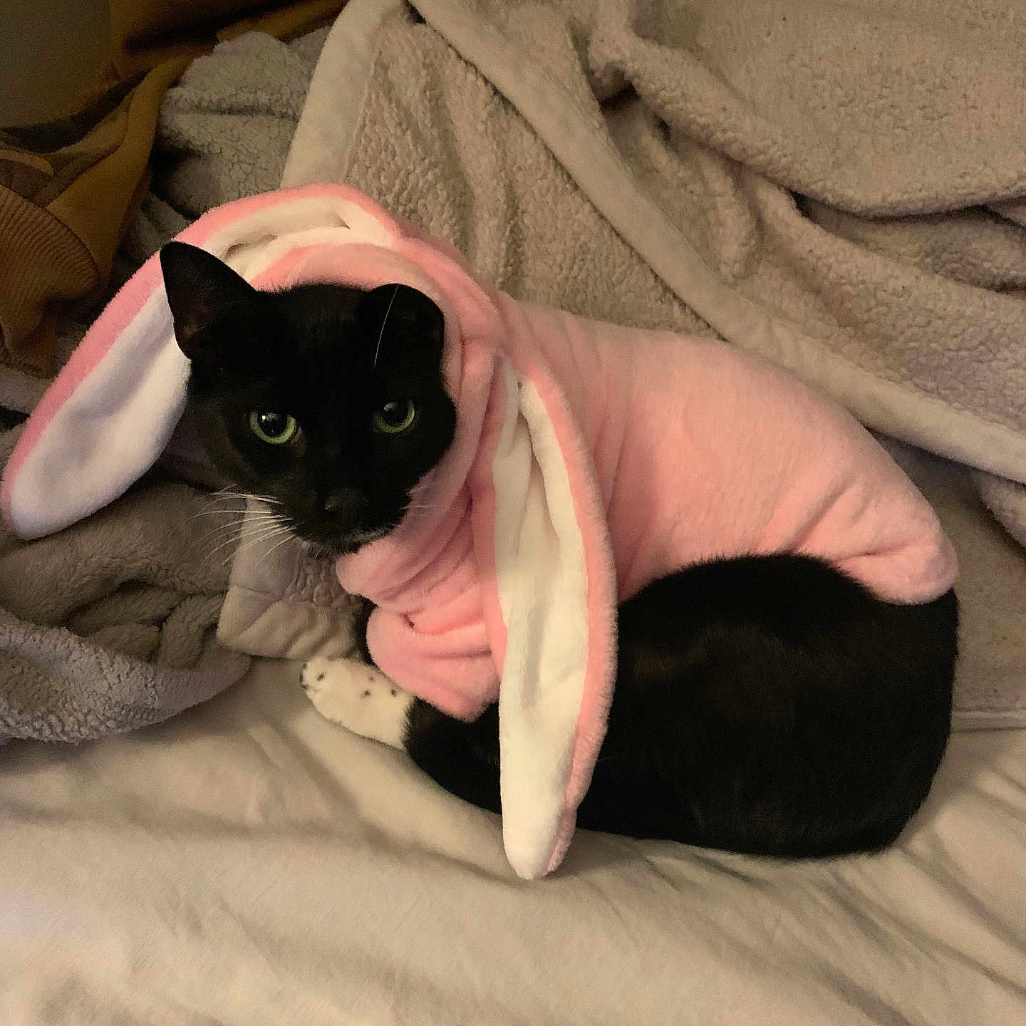 Keanu joined the competition — help win amazing prizes! animal, bed, black_cat, blanket, bunny_ears, cat, costume, cozy, cute, domestic_cat, fur, indoor, looking, mammal, pet, pink, resting, small, soft, whiskers