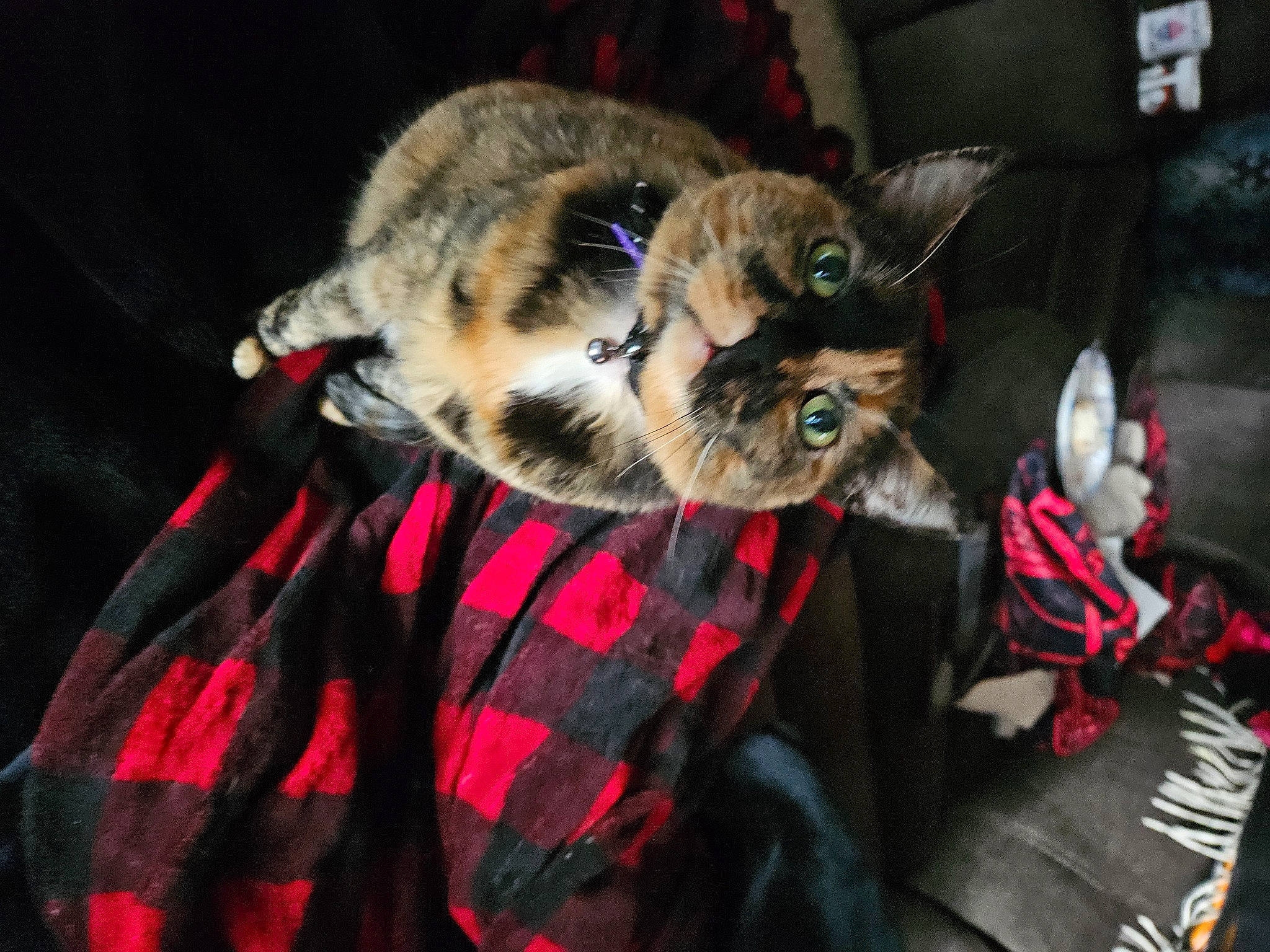 Abby is registered to the contest to win money with this photo: canidae, carnivore, cat, claw, comfort, darkness, dog_breed, domestic_short_haired_cat, event, felidae, fur, hat, paw, small_to_medium_sized_cats, snout, tail, whiskers