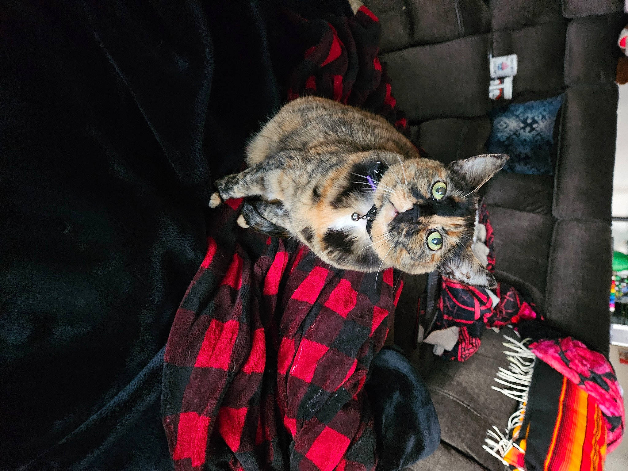 Abby joined the competition — help win amazing prizes! canidae, carnivore, cat, claw, couch, domestic_short_haired_cat, event, felidae, fur, hat, linens, pattern, plaid, room, small_to_medium_sized_cats, tail, tartan, tree, whiskers