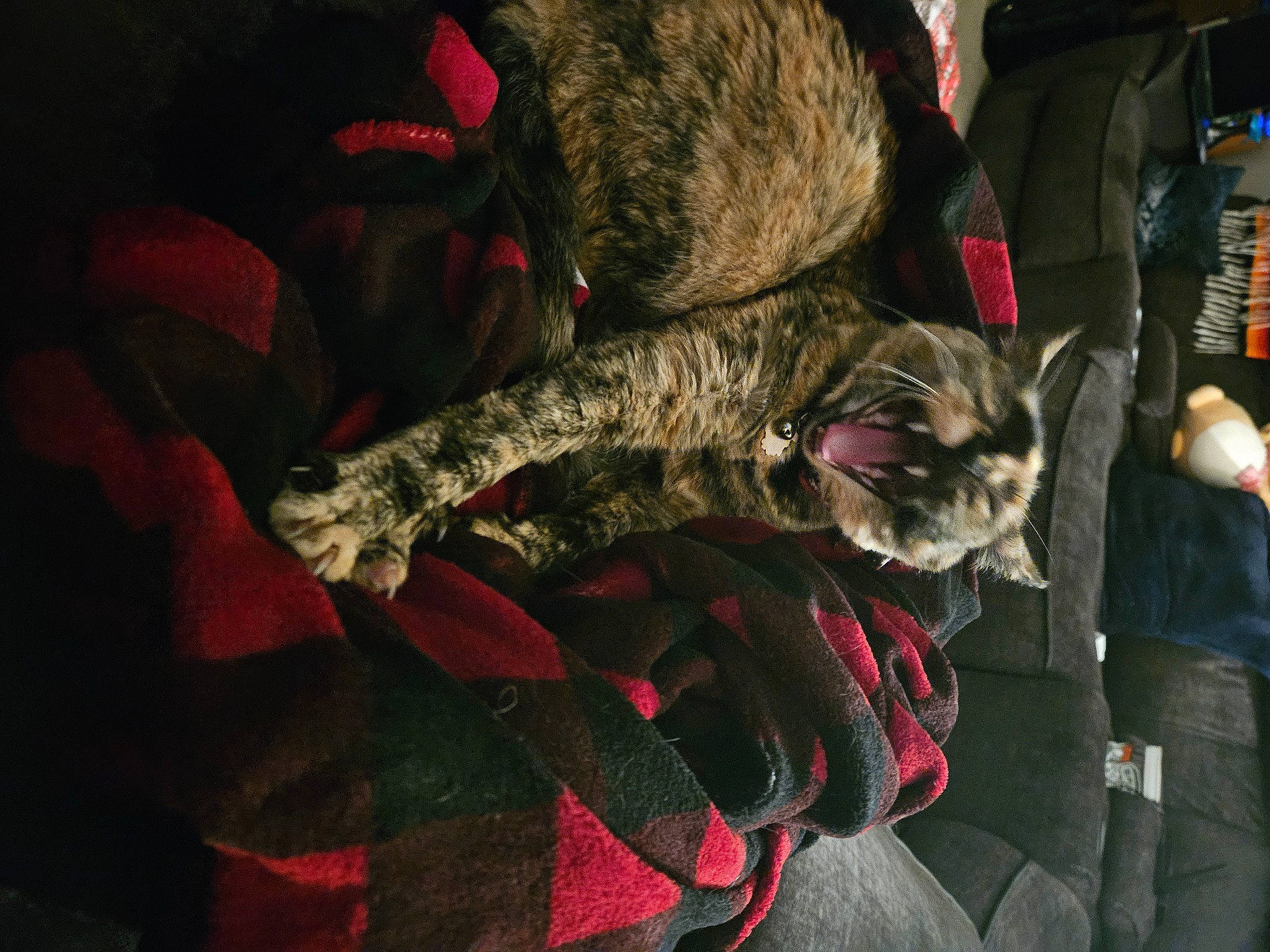 Abby is registered to the contest to win money with this photo: army, camouflage, canidae, carmine, carnivore, collar, comfort, companion_dog, dog, dog_breed, dog_collar, felidae, fur, military, military_camouflage, military_uniform, small_to_medium_sized_cats, snout, tail, tree