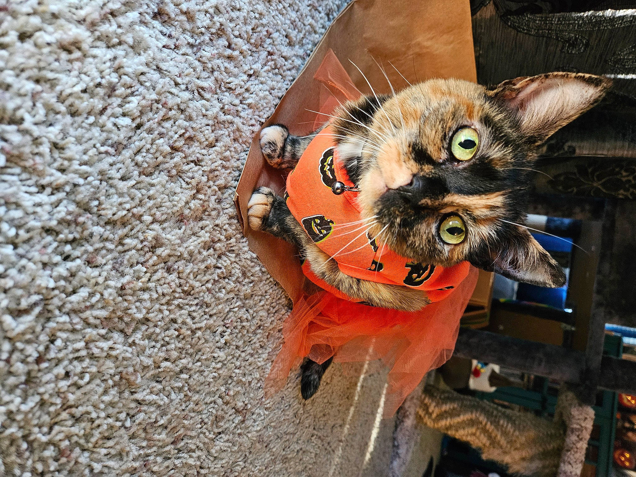 Abby joined the competition — help win amazing prizes! canidae, carnivore, cat, claw, domestic_short_haired_cat, fashion_accessory, fawn, felidae, flooring, foot, fur, hat, paw, personal_protective_equipment, small_to_medium_sized_cats, snout, stuffed_toy, tail, toy, whiskers