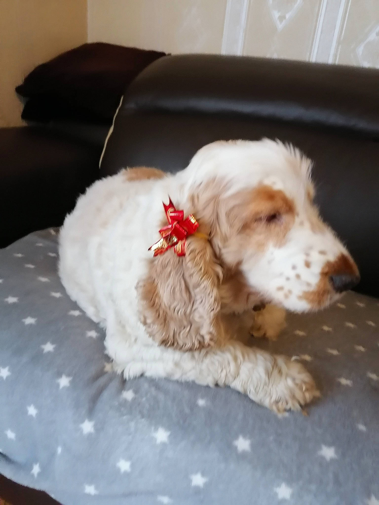 Fluffy a rejoint le concours — aidez-le/la à gagner de superbes lots ! canidae, carnivore, comfort, companion_dog, couch, dog, dog_breed, dog_collar, dog_supply, fur, labradoodle, liver, pet_supply, snout, spaniel, sporting_group, terrier, toy, toy_dog, water_dog