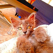 Rita participe au concours pour gagner de l'argent avec cette photo : amber_eyes, animal, blanket, bottle, cat, close_up, cozy, cute, feline, fluffy, furniture, indoor, kitten, paws, pet, playful, portrait, relaxed, soft_texture, young