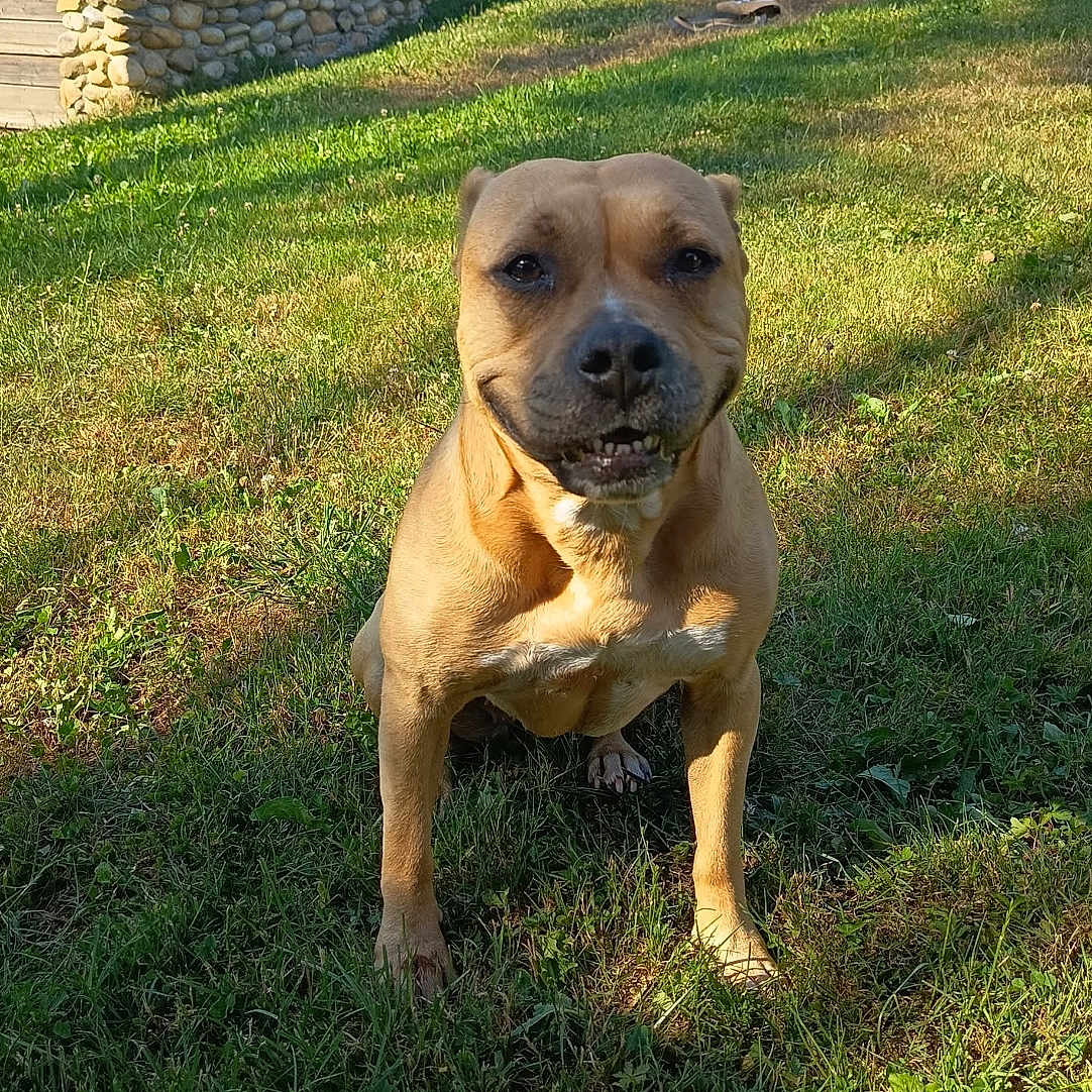 Rizzla a rejoint le concours — aidez-le/la à gagner de superbes lots ! dog, grass, outdoor, statue, gorilla, house, sunlight, smiling, pet, yard, stone_wall, lawn, shadow, daylight, animal, canine, portrait, background, fence, garden