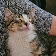 Oakley is registered to the contest to win money with this photo: cat, kitten, sleeping, tabby, fur, whiskers, pink_nose, close_up, pet, animal, cute, relaxed, indoor, patterned_clothing, person, resting, soft_fur, face, small_animal, cozy