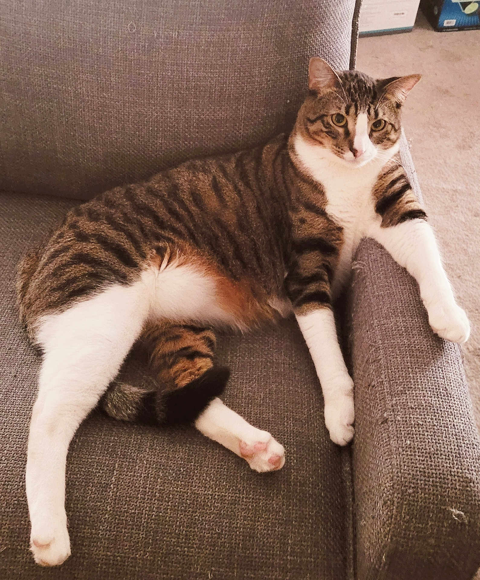 Oakley is registered to the contest to win money with this photo: cat, tabby_cat, white_paws, armchair, gray_furniture, indoor, pet, relaxed, lounging, feline, striped, curious_look, cozy, carpeted_floor, domestic_cat, four_legs, whiskers, ears, tail, fur