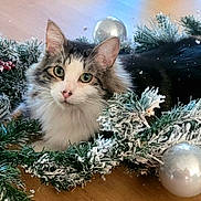 Kingston is registered to the contest to win money with this photo: cat, wreath, christmas, holiday, ornament, greenery, berries, frosted, decorations, festive, pet, animal, cute, fluffy, indoor, wooden_floor, curious, face, closeup, cozy