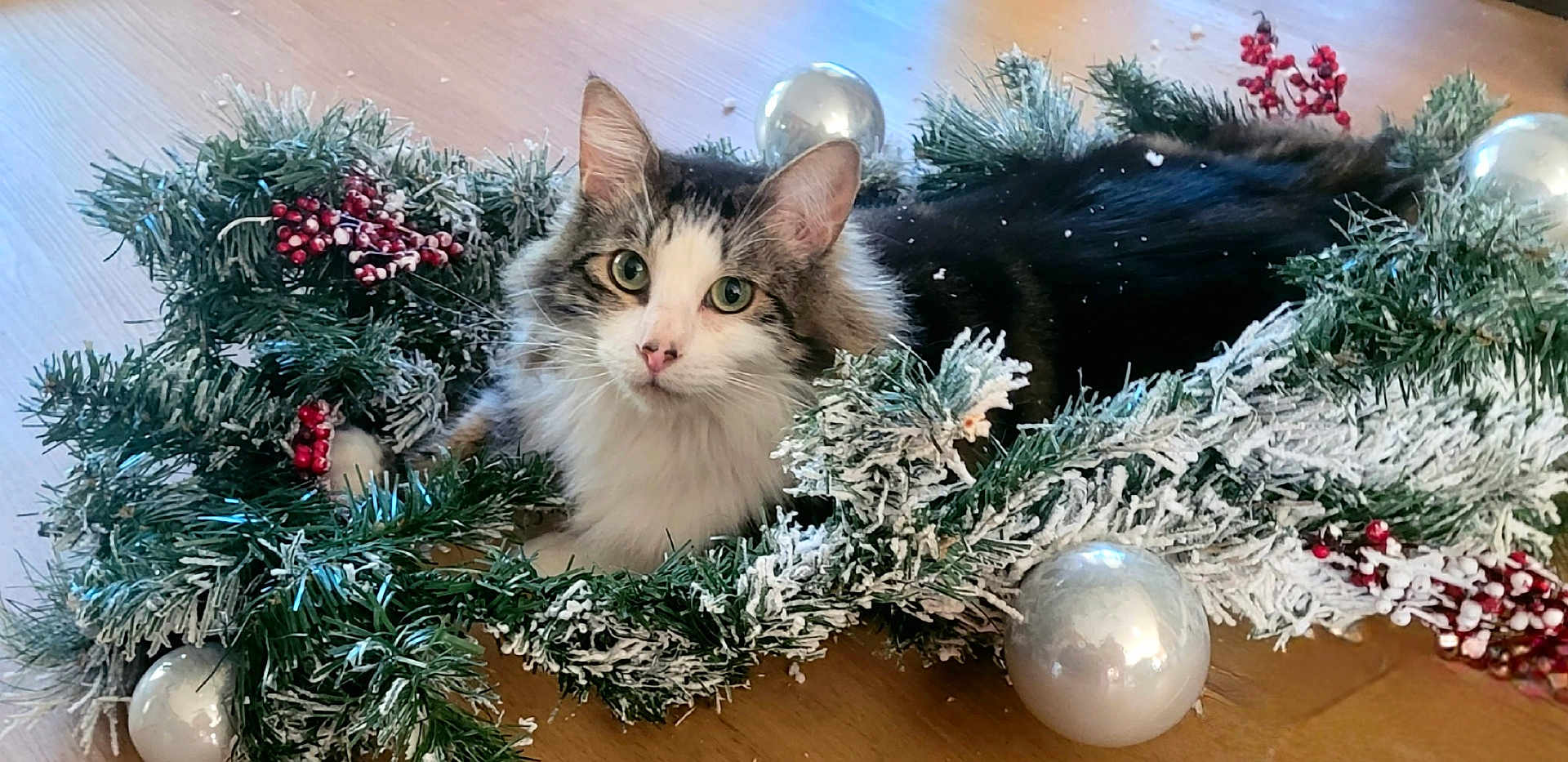Kingston is registered to the contest to win money with this photo: cat, wreath, christmas, holiday, ornament, greenery, berries, frosted, decorations, festive, pet, animal, cute, fluffy, indoor, wooden_floor, curious, face, closeup, cozy