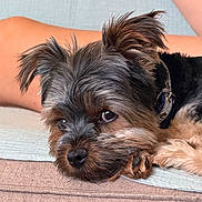 Volpi a rejoint le concours — aidez-le/la à gagner de superbes lots ! animal, black, brown, close_up, collar, companion, couch, cute, dog, ears, eyes, fur, furniture, home, indoor, nose, pet, relaxed, resting, small_dog