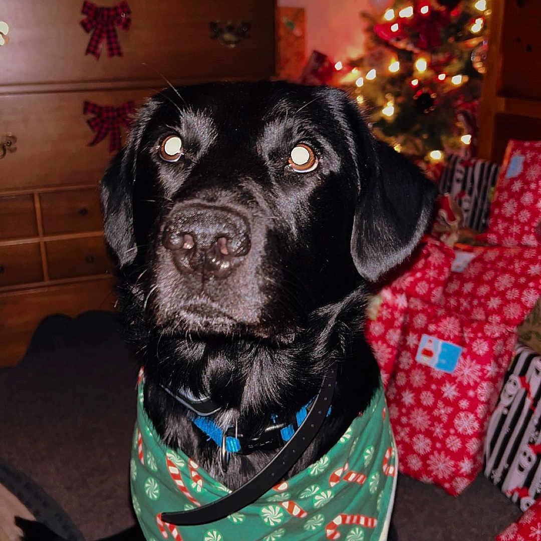 Tyson is registered to the contest to win money with this photo: accessories, animal, architecture, bag, bandana, building, cabinet, canine, dog, drawer, furniture, handbag, headband, hound, indoors, labradorretriever, livingroom, person, pet, puppy