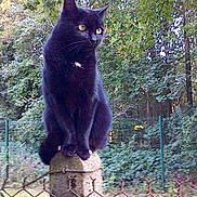Bagheera participe au concours pour gagner de l'argent avec cette photo : asian, black_cat, bombay, carnivore, cat, domestic_short_haired_cat, felidae, fur, nebelung, plant, small_to_medium_sized_cats, tail, tree, whiskers, wild_cat, wildlife