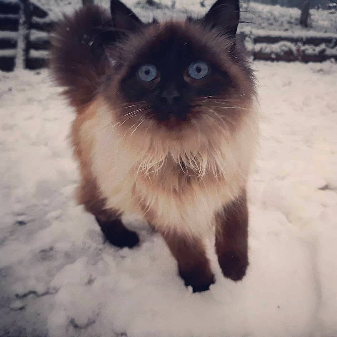 Bibi Phoque participe au concours pour gagner de l'argent avec cette photo : balinese, birman, carnivore, cat, dog_breed, fawn, felidae, fur, paw, ragdoll, siamese, sky, small_to_medium_sized_cats, snout, snow, tail, terrestrial_animal, thai, whiskers, winter