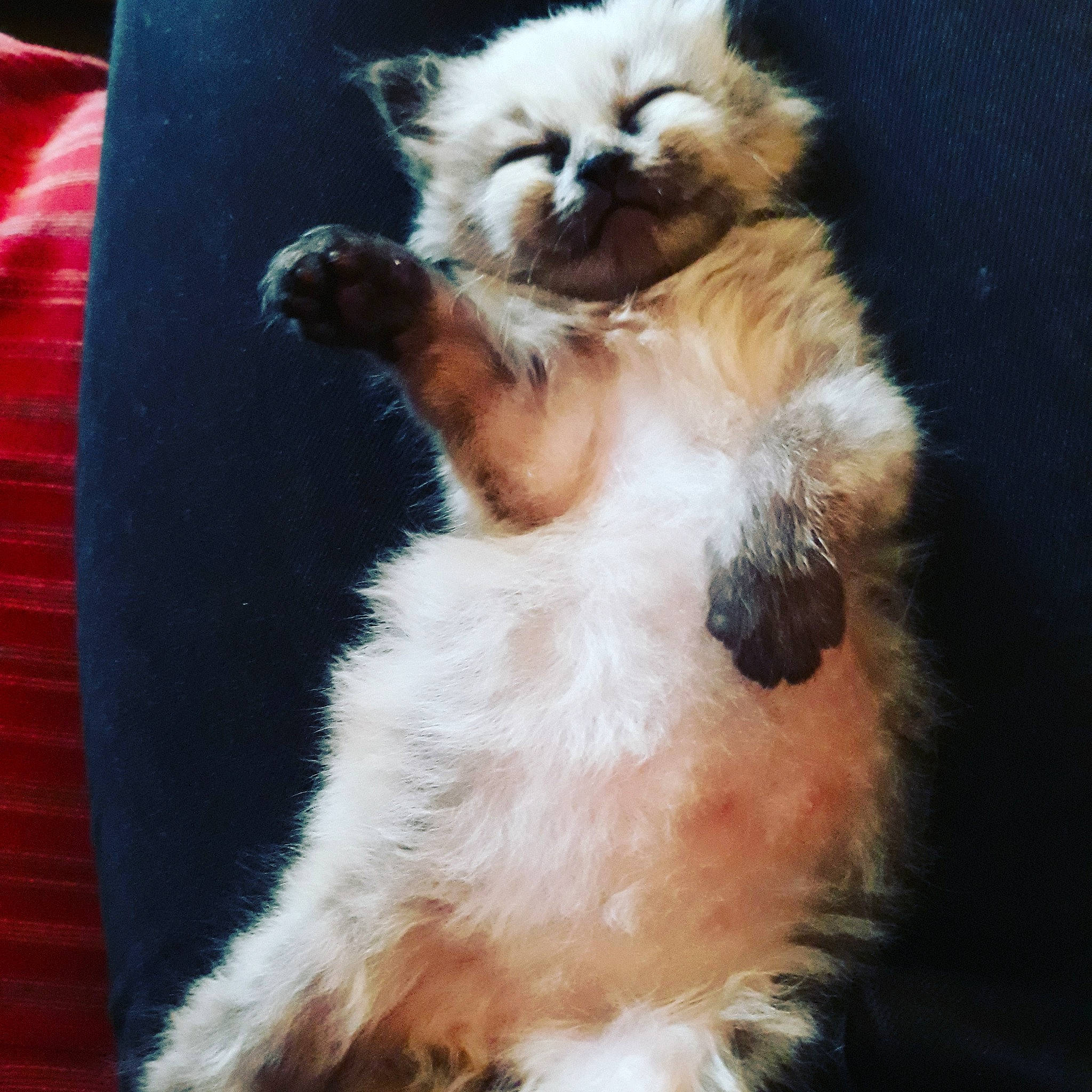 Bibi Phoque a rejoint le concours — aidez-le/la à gagner de superbes lots ! balinese, canidae, carnivore, companion_dog, dog, dog_breed, fawn, felidae, fur, german_spitz, german_spitz_klein, german_spitz_mittel, small_to_medium_sized_cats, snout, spitz, sporting_group, tail, toy_dog, whiskers, working_animal