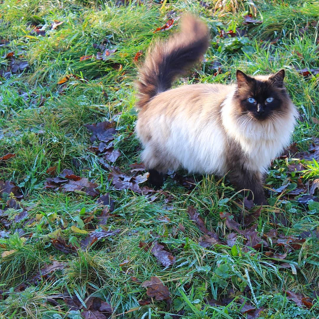 Bibi Phoque participe au concours pour gagner de l'argent avec cette photo : balinese, birman, carnivore, cat, conifer, fawn, felidae, fur, grass, groundcover, plant, ragdoll, siamese, small_to_medium_sized_cats, snout, tail, terrestrial_animal, thai, whiskers, wildlife