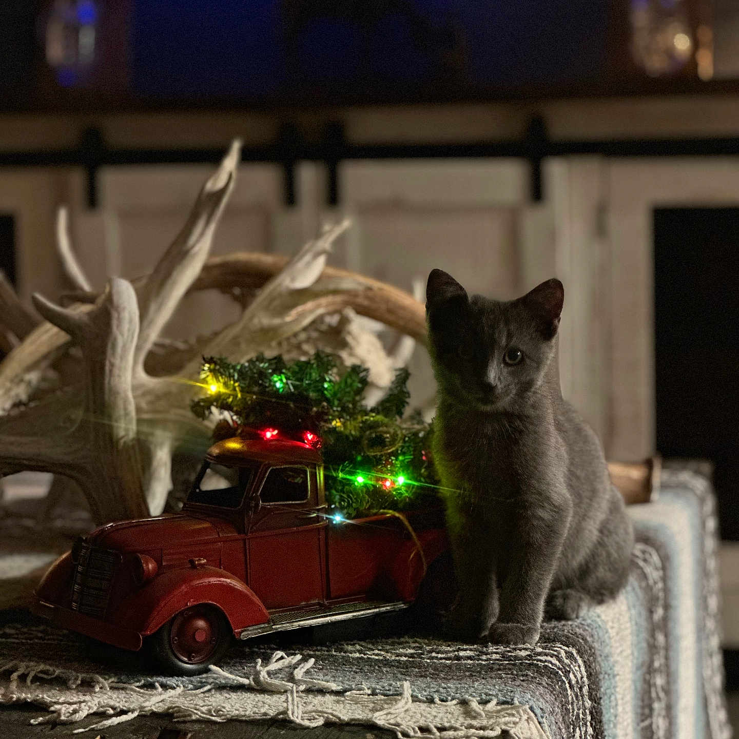 Kitty Meow Meow is registered to the contest to win money with this photo: alloywheel, animal, car, carwheel, cat, coupe, flower, lighting, machine, pet, plant, pottedplant, spoke, sportscar, tire, transportation, tree, vehicle, wheel, wood