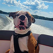 Max joined the competition — help win amazing prizes! dog, boat, water, sky, clouds, harness, outdoor, sunny, happy, pet, canine, nature, lake, summer, recreation, animal, vacation, transportation, scenic, daytime