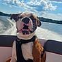 dog, boat, water, sky, clouds, harness, outdoor, sunny, happy, pet, canine, nature, lake, summer, recreation, animal, vacation, transportation, scenic, daytime