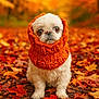 dog, puppy, autumn, fall_leaves, orange_scarf, knitted_scarf, cute, outdoor, nature, seasonal, leaf_litter, small_dog, white_fur, warm_clothing, forest, colorful, pet, portrait, fall_colors, cozy
