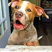 Kova is registered to the contest to win money with this photo: animal, background, brown_and_white, cabinet, curious, dog, door, ears, expression, floor, fur, gate, house, indoors, mouth_open, muddy, nose, paw, pet, whiskers