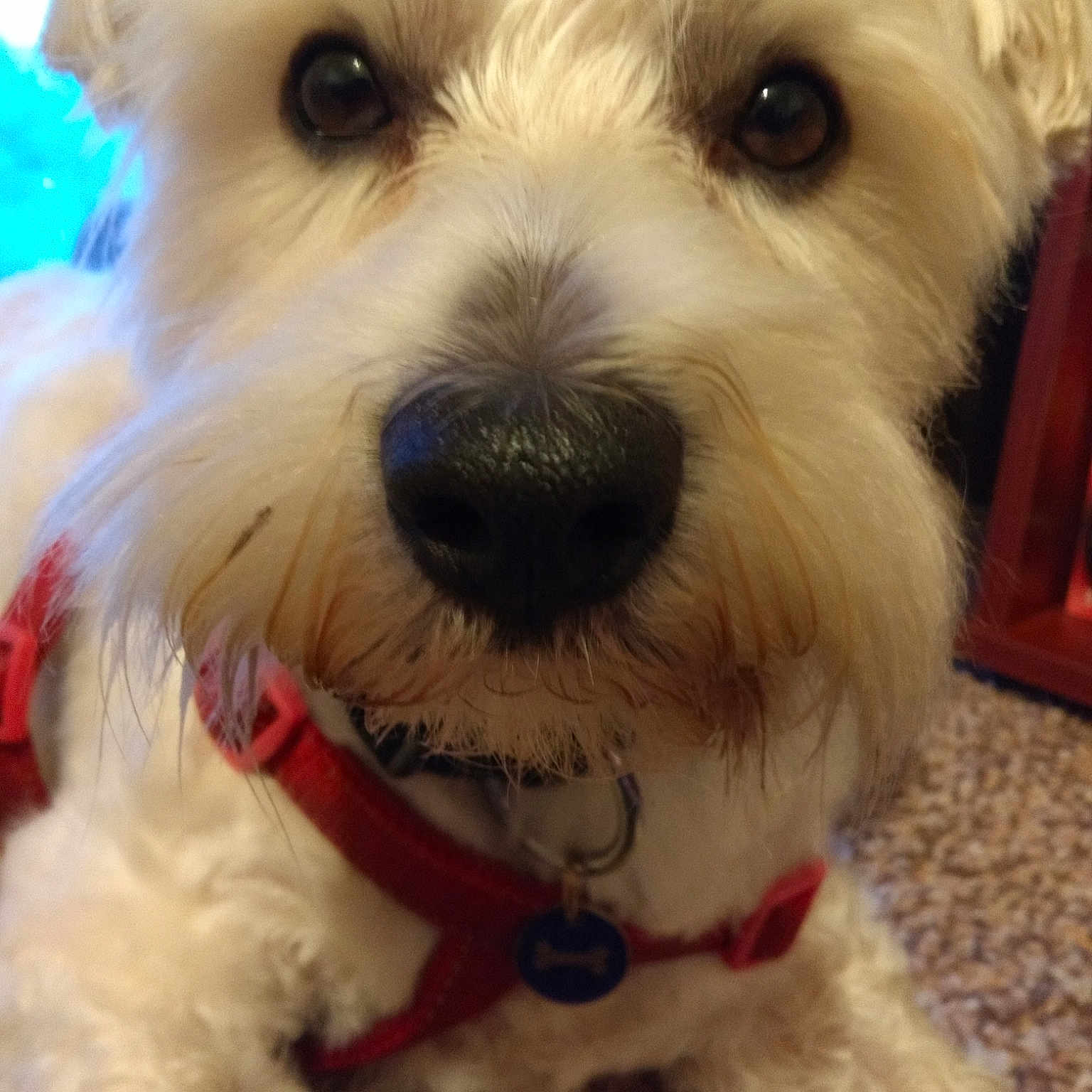 Alfie