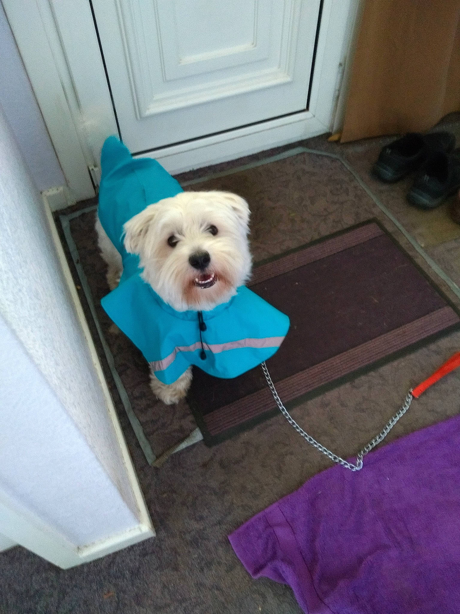 Alfie joined the competition — help win amazing prizes! bichon, canidae, carnivore, companion_dog, dog, dog_breed, havanese, maltepoo, maltese, mammal, morkie, non_sporting_group, person, puppy, rare_breed_dog, schnoodle, shih_tzu, sporting_group, terrier, toy_dog