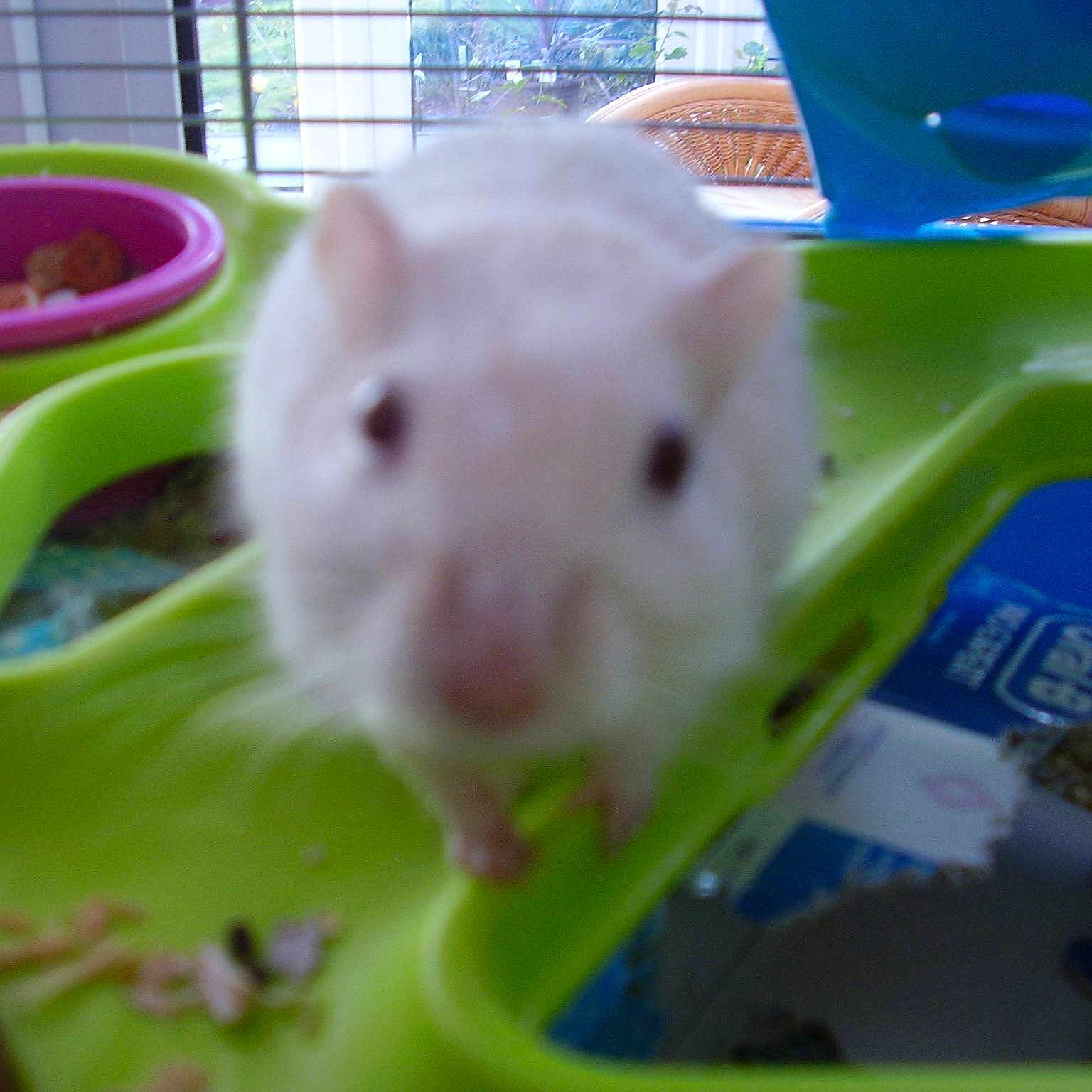 Ginger is registered to the contest to win money with this photo: