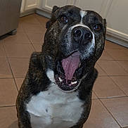 Scooby joined the competition — help win amazing prizes! dog, brindle, white_chest, open_mouth, tongue, smiling, happy, sitting, indoor, kitchen, tile_floor, cabinet, portrait, close_up, pet, short_hair, black_and_brown, white_markings, playful, animal_face