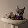 cat, kitten, pets, feline, cat_tree, resting, indoor, animal, cute, fluffy, face, bandana, purple, closeup, friendship, cozy, household, relaxed, two_cats, looking